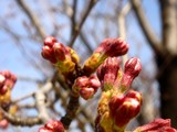 20090329_������ԼǱ�1_�����鹭��_�ѥʥ��˥å�_1205_DSC09323