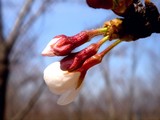 20090329_������ԼǱ�1_�����鹭��_�ѥʥ��˥å�_1205_DSC09325