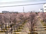 20090406_������ԼǱ�1_�����鹭��_�ѥʥ��˥å�_1023_DSC01441U