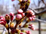 20090329_������ԼǱ�1_�����鹭��_�ѥʥ��˥å�_1206_DSC09328
