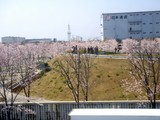 20090406_������ԼǱ�1_�����鹭��_�ѥʥ��˥å�_1023_DSC01442