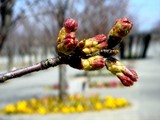 20090329_������ԼǱ�1_�����鹭��_�ѥʥ��˥å�_1205_DSC09320