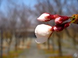 20090329_������ԼǱ�1_�����鹭��_�ѥʥ��˥å�_1206_DSC09326
