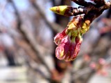 20090329_������ԼǱ�1_�����鹭��_�ѥʥ��˥å�_1205_DSC09324
