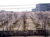 20090407_������ԼǱ�1_�����鹭��_�ѥʥ��˥å�_1324_DSC01806