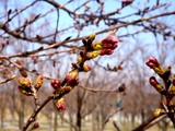20090329_������ԼǱ�1_�����鹭��_�ѥʥ��˥å�_1205_DSC09322