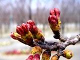 20090329_������ԼǱ�1_�����鹭��_�ѥʥ��˥å�_1206_DSC09330