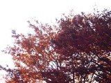 20091128_�����ե��ߥ꡼���������_����_1420_DSC09264