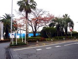 20091126_���ݡ���TOKYO-BAY_������_0814_DSC09028