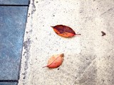 20091126_���ݡ���TOKYO-BAY_������_0815_DSC09037
