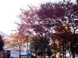 20091128_�����ե��ߥ꡼���������_����_1420_DSC09262