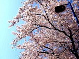 20090410_��������Į2_���ݡ���TOKYO-BAY_��_0846_DSC02063