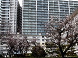 20110316_船橋市若松2_若松団地_ウメ_梅_1123_DSC06884T