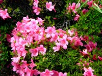 20120602_船橋市_海老川ジョギングロード_ツツジ_1133_DSC07072