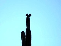20120616_東京ディズニー_隠しミッキー_050