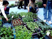 20120421_船橋市本町7_緑と花のジャンボ市_1007_DSC09443
