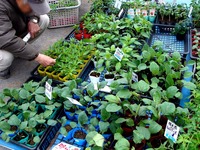 20120421_船橋市本町7_緑と花のジャンボ市_1007_DSC09441