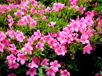 20120602_船橋市_海老川ジョギングロード_ツツジ_1133_DSC07075