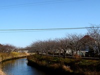 20121216_船橋市_海老川遊歩道_ジョギングロード_1130_DSC06189T