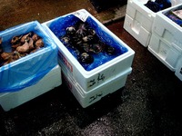 20131005_船橋市市場1_船橋市中央市場_ふなばし楽市_0937_DSC01412