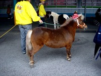 20120422_船橋市若松1_船橋競馬場_よさこい祭り_1058_DSC09552