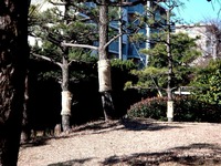 20160110_習志野市秋津1_松の木_コモ巻き_害虫駆除_1006_DSC02774