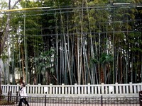 20170305_市川市八幡2_不知森神社_1351_DSC02331