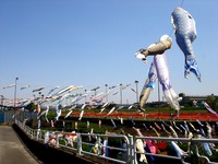 20140504_市川市_国分川鯉のぼりフェスティバル_1000_DSC08024