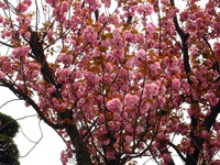 20150419_船橋市古作1_中山競馬場_ヤエザクラ_サトザクラ_1054_DSC00423