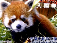 20160327_千葉市動物公園_レッサーパンダの風太くん_252