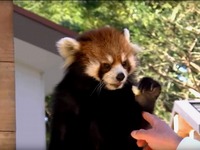 20160327_千葉市動物公園_レッサーパンダの風太くん_140