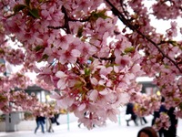 20160306_船橋市古作1_JRA中山競馬_桜_1657_DSC08384