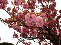20150419_船橋市古作1_中山競馬場_ヤエザクラ_サトザクラ_1054_DSC00424