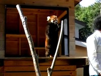 20160327_千葉市動物公園_レッサーパンダの風太くん_160