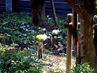 20150711_習志野市茜浜1_緑地帯_女性殺人事件_0850_DSC00058
