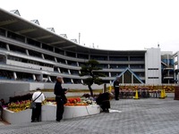 20150419_船橋市古作1_中山競馬場_ヤエザクラ_サトザクラ_1053_DSC00416