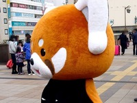 20160326_千葉市動物公園_レッサーパンダの風太くん_1149_DSC00391T