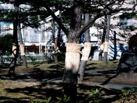 20160110_習志野市秋津1_松の木_コモ巻き_害虫駆除_1006_DSC02771