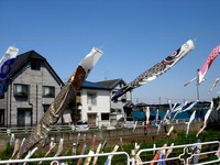 20140504_市川市_国分川鯉のぼりフェスティバル_1002_DSC08028