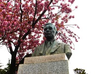 20150419_船橋市古作1_中山競馬場_ヤエザクラ_1053_DSC00420