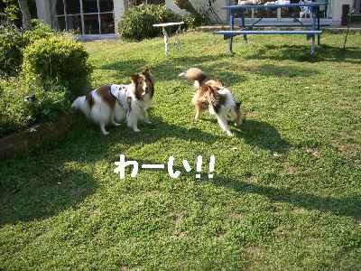 1号館ドッグラン