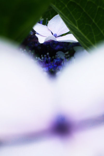 のぞき窓