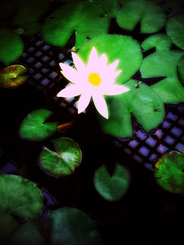 水上の花
