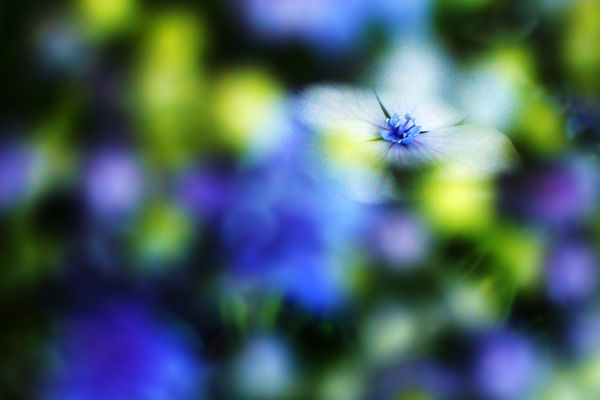 紫陽花の色