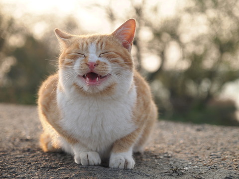 猫 呼吸