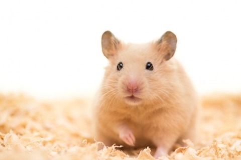 Fotolia_62587108_Subscription_Monthly_M-e1458214819141