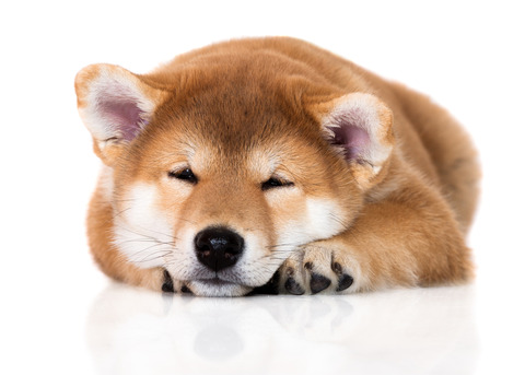 shutterstock_401055829