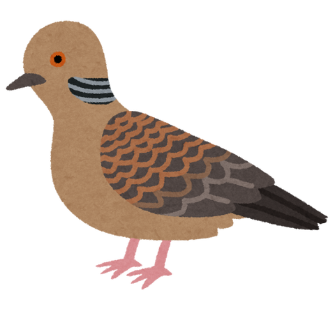 bird_kijibato