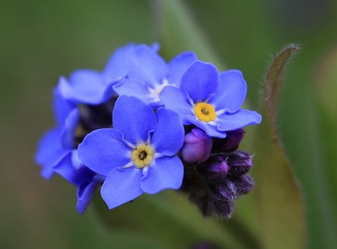 forget-me-not