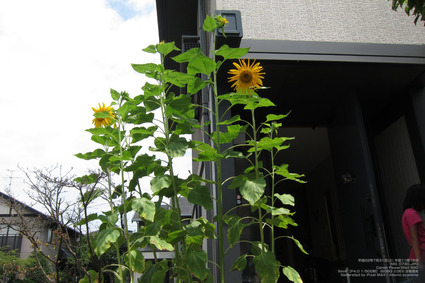 pix_IMG_0730
